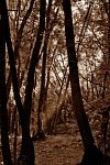 Fotografie - Jiří Berta